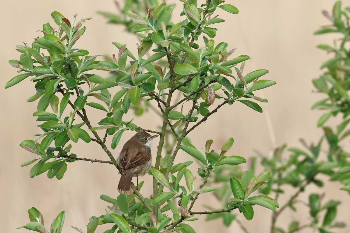 סבכי קוצים - ML569349931