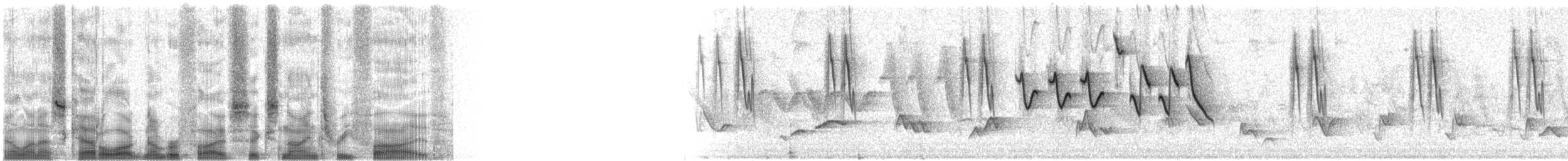 gulparula (aestiva gr.) - ML56935