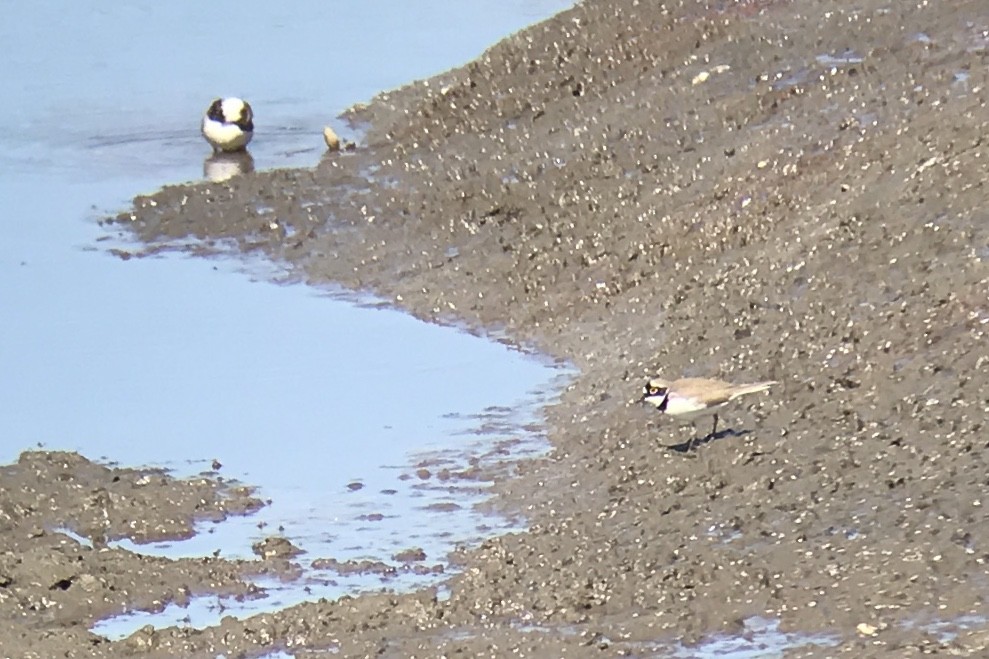 Little Ringed Plover - ML569350371