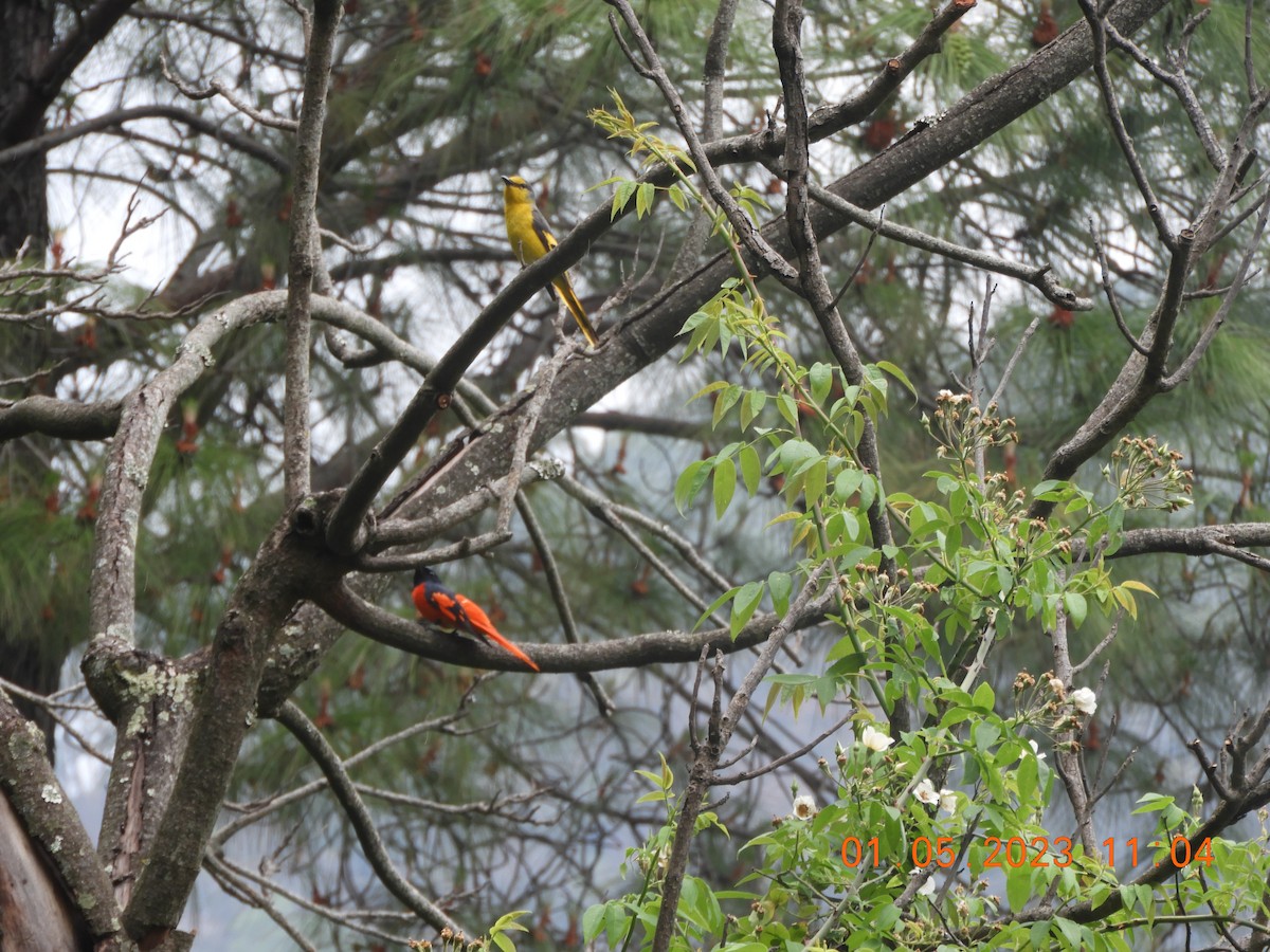 Scarlet Minivet - Manjeet Kaur Bal