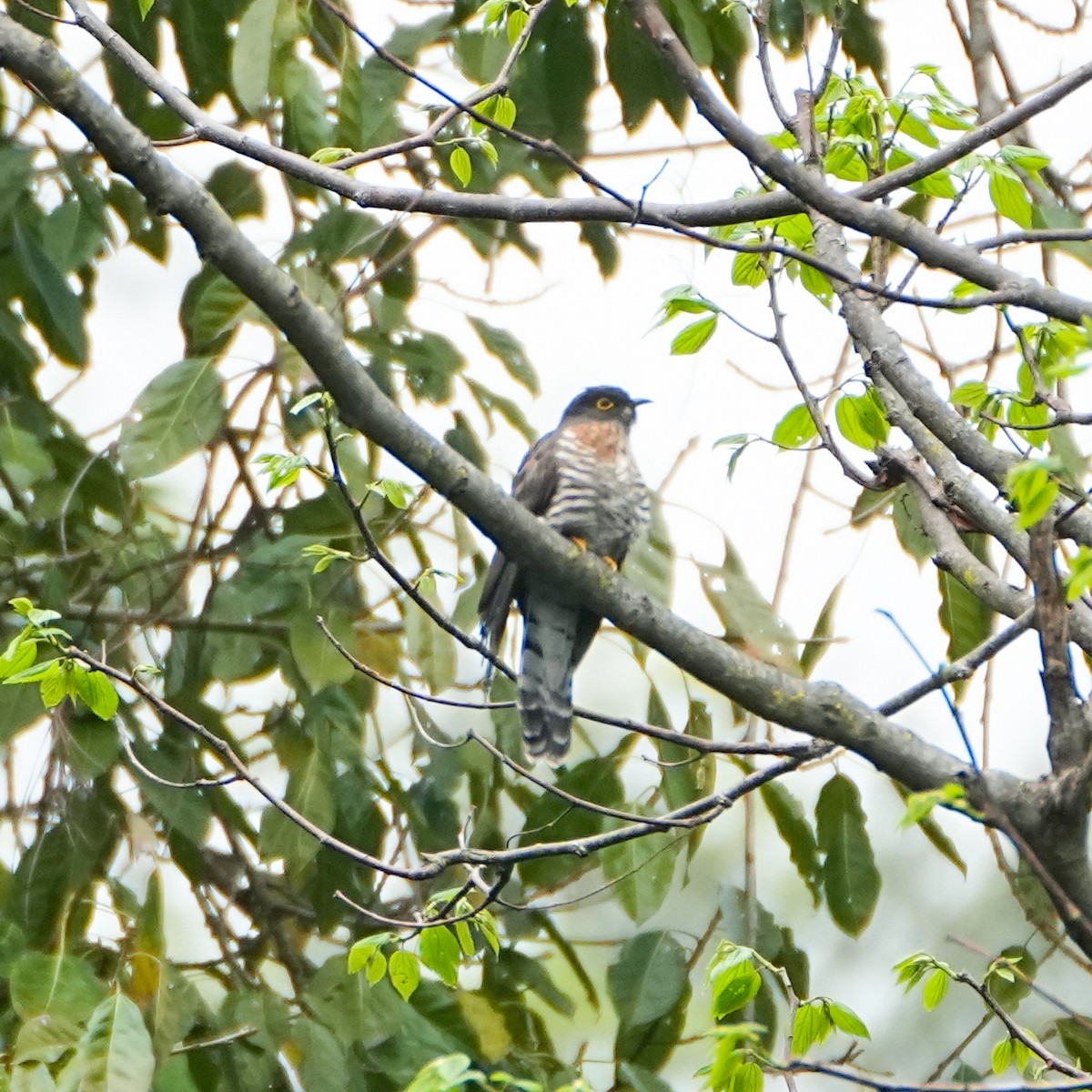 Large Hawk-Cuckoo - ML569352031