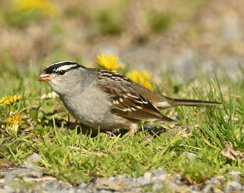 Bruant à couronne blanche - ML569352271