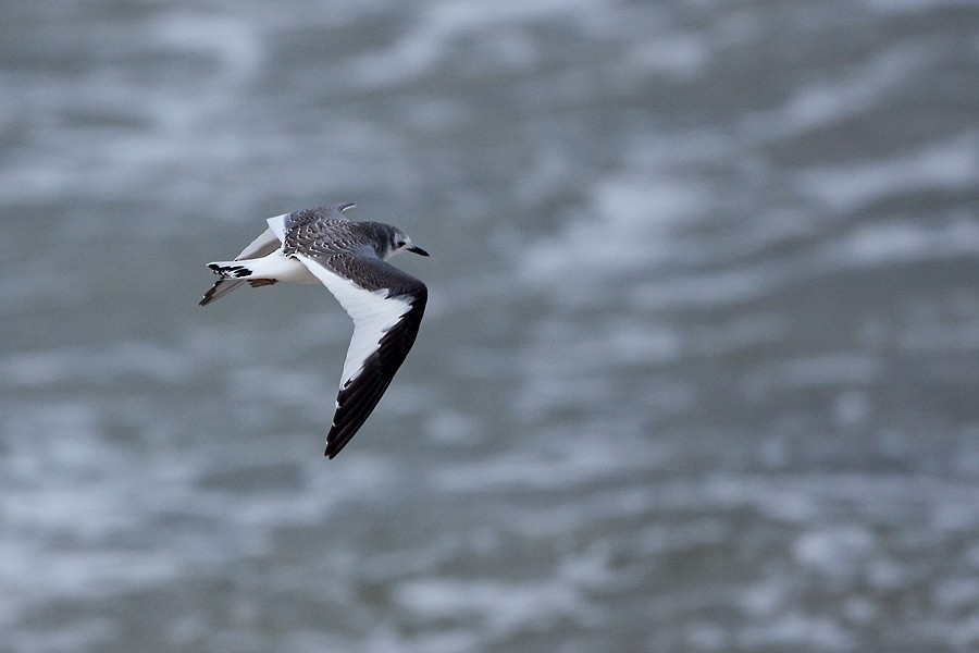 Sabine's Gull - ML569352461