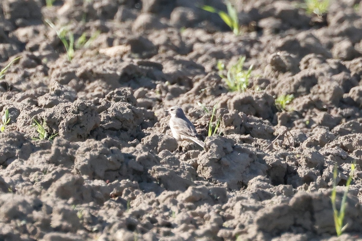 American Pipit - ML569353121