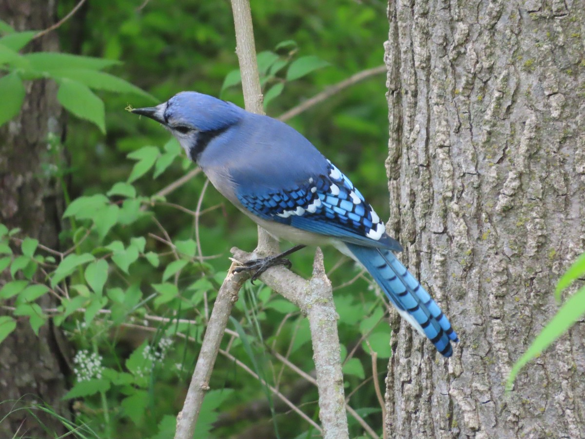 Blue Jay - ML569353431