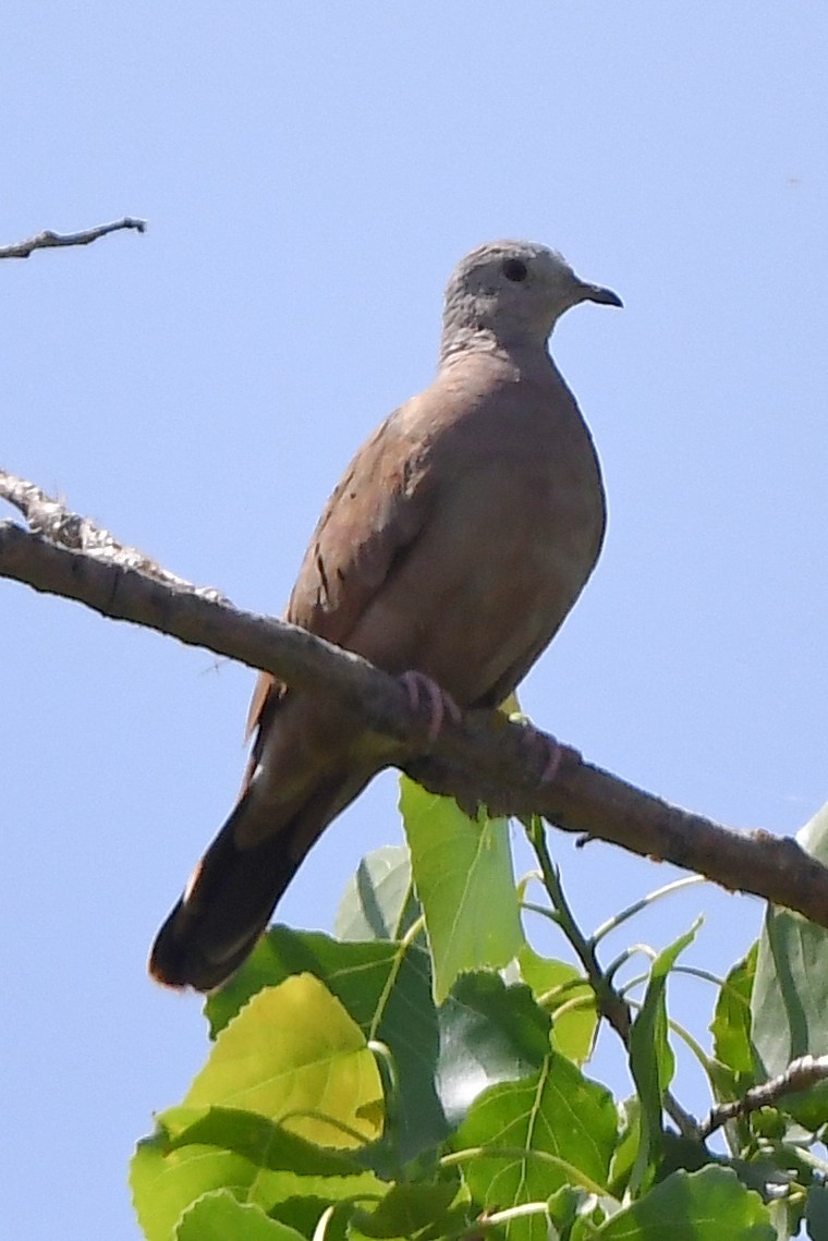 Ruddy Ground Dove - Bart Wickel