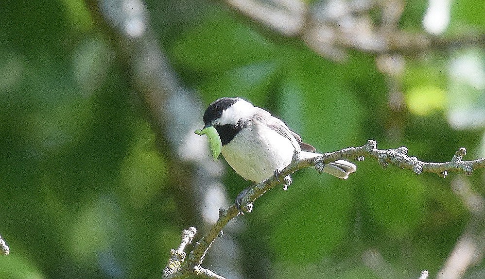 Carolina Chickadee - ML569354031