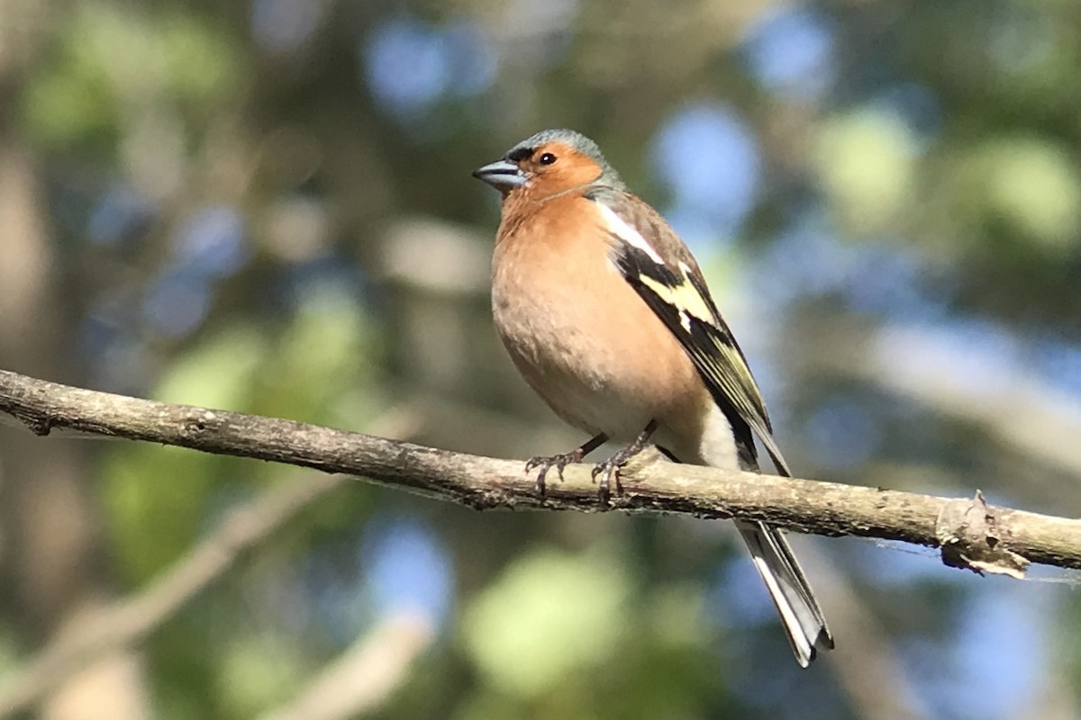 Common Chaffinch - ML569354371