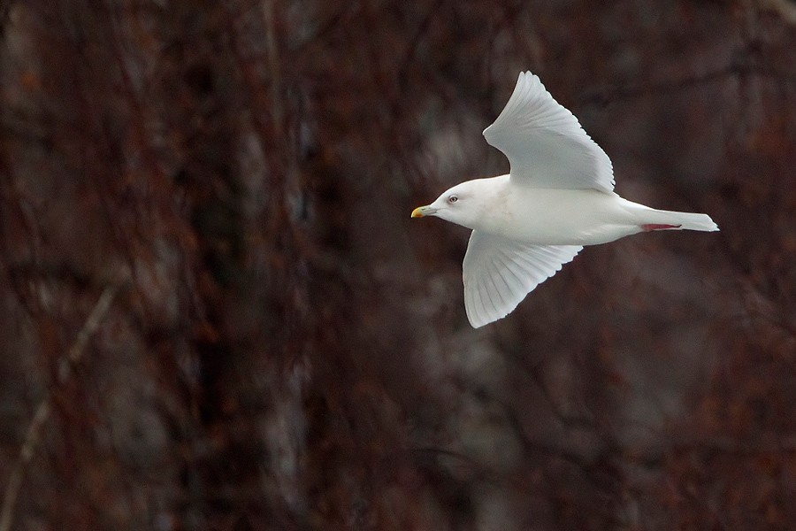 Iceland Gull - ML569354851