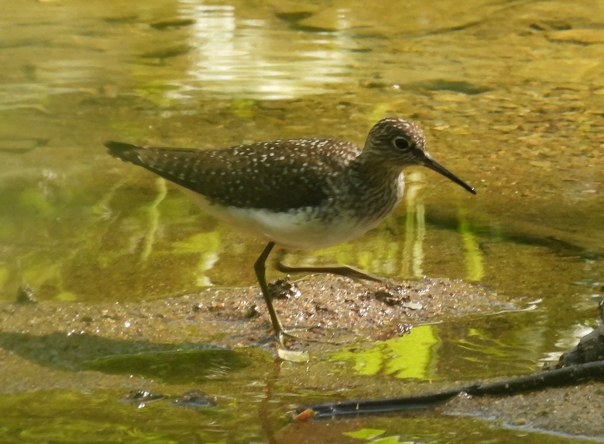 Solitary Sandpiper - ML569355551