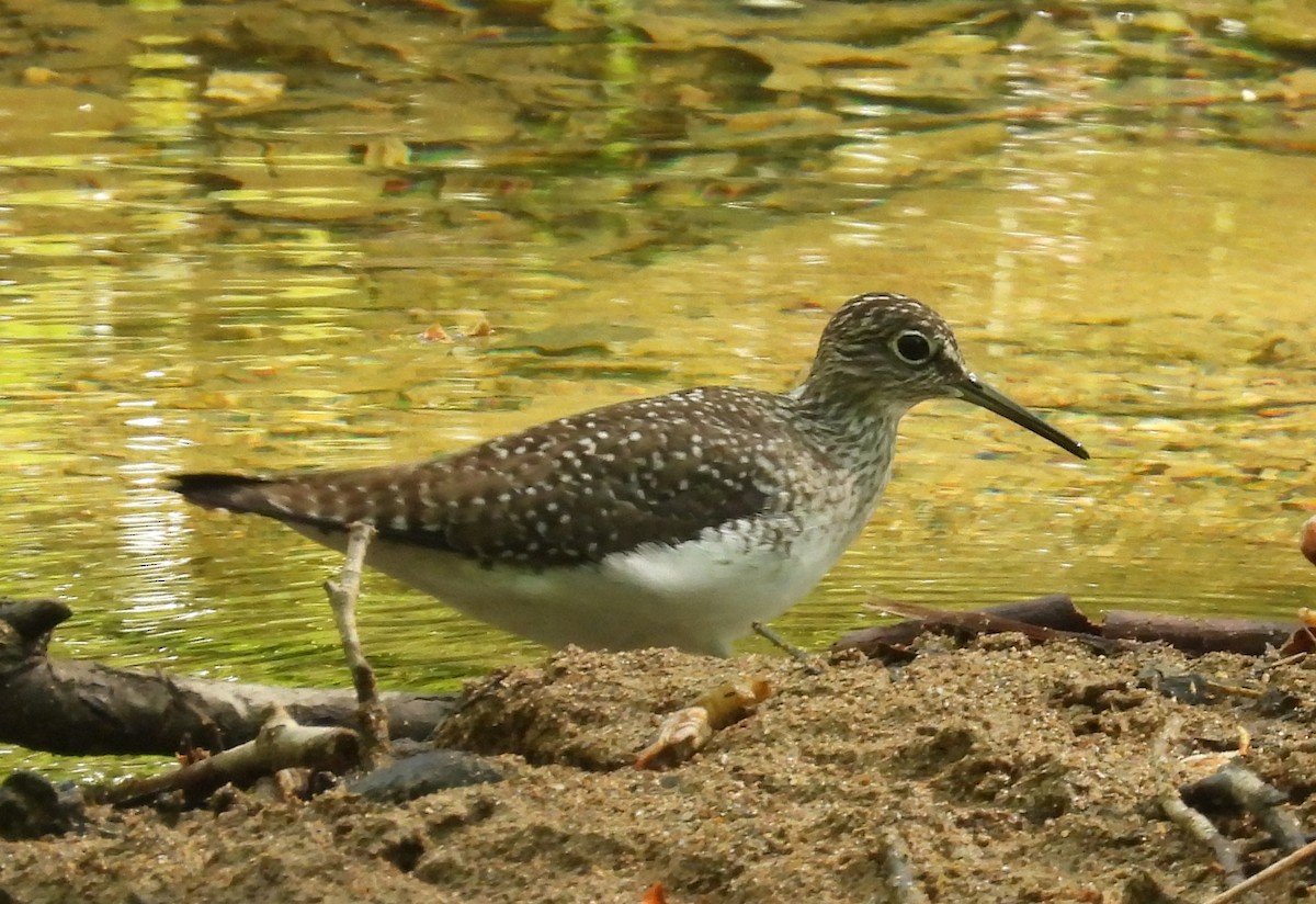 Solitary Sandpiper - David Smith