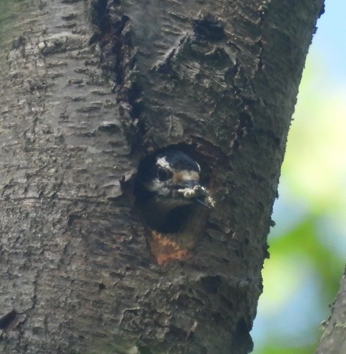 Hairy Woodpecker - ML569355651