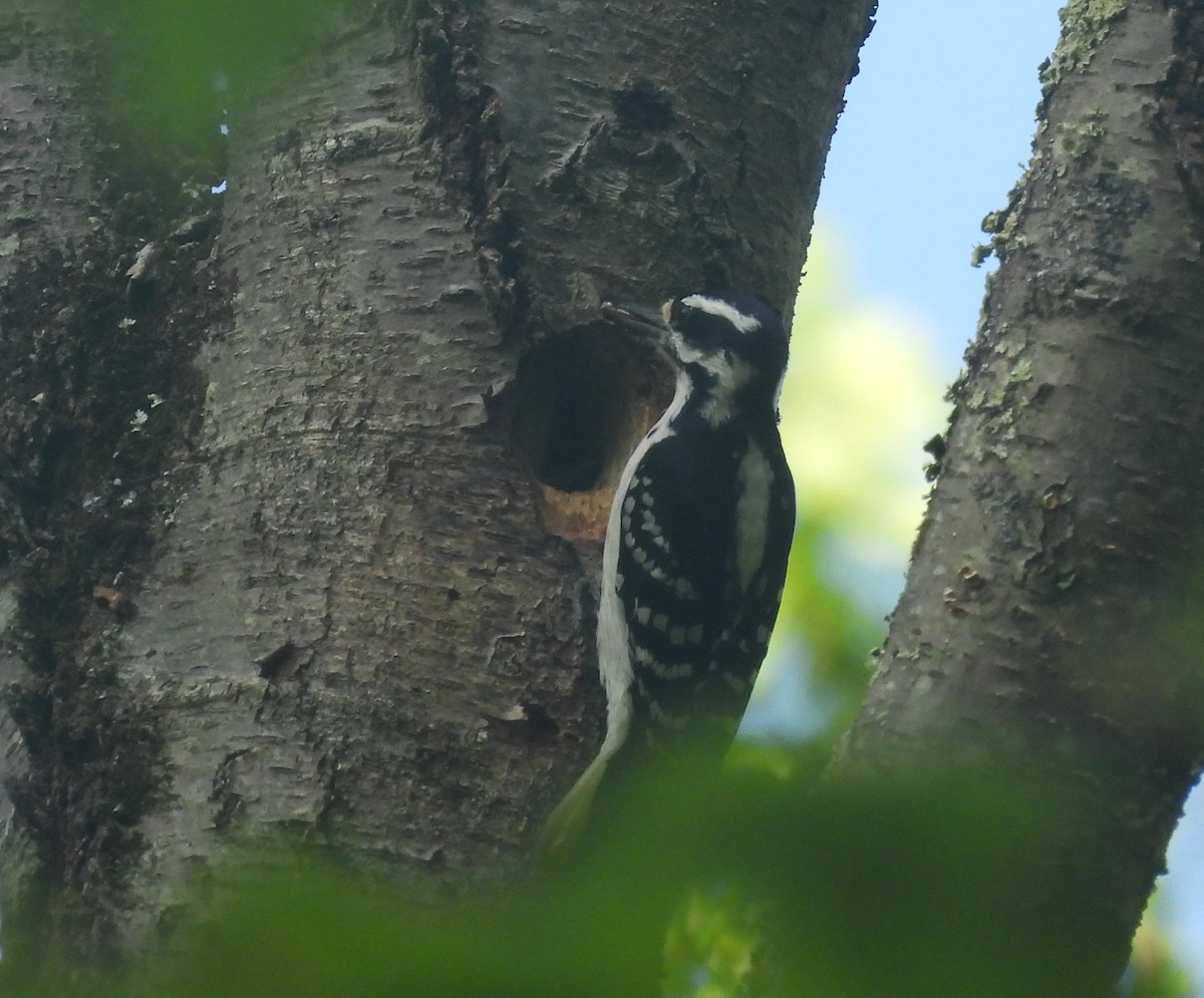 Hairy Woodpecker - ML569355661