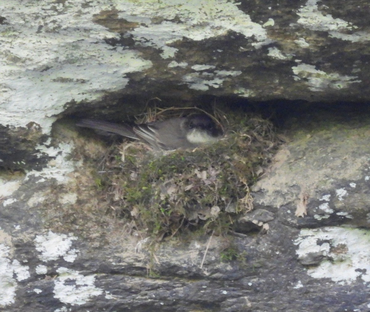 Eastern Phoebe - ML569355771