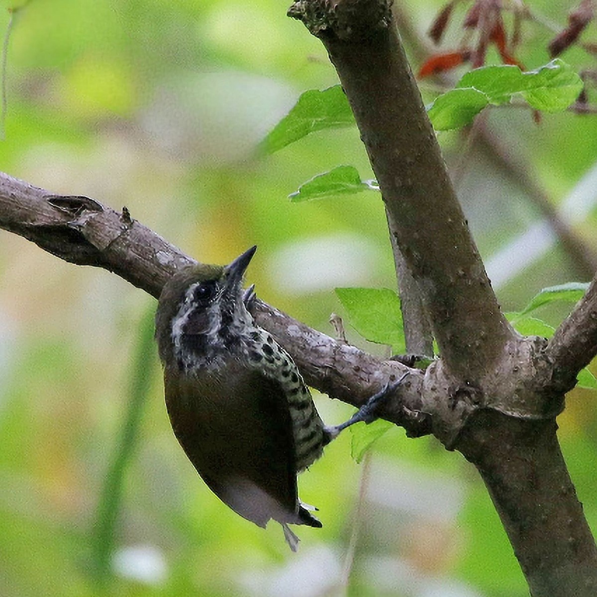 Speckled Piculet - Thanigai Velu