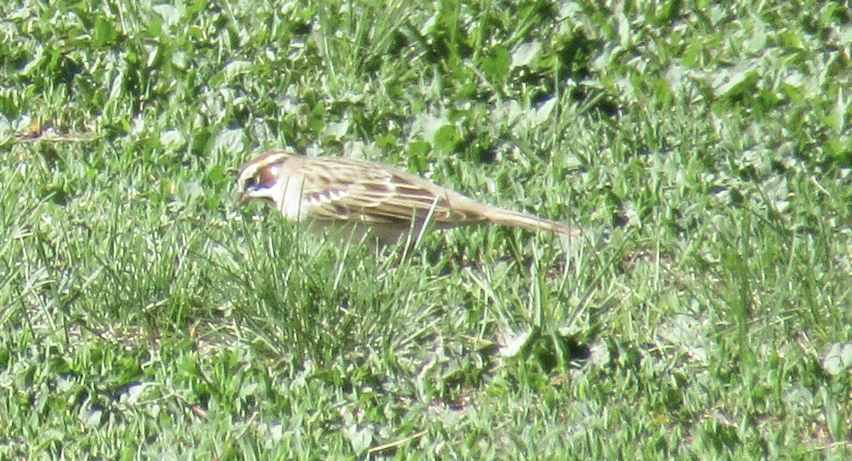 Lark Sparrow - Peter Stoltz