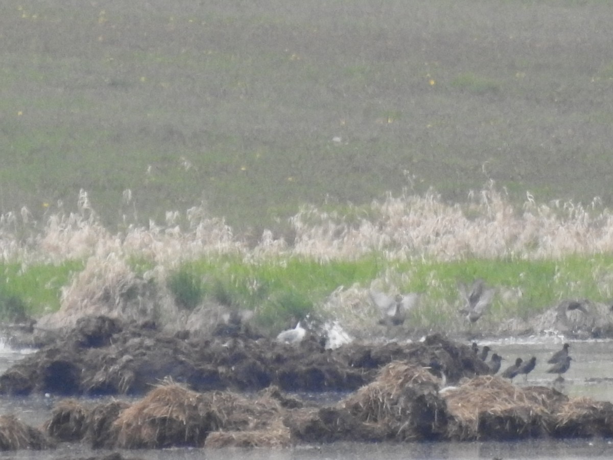 Spotted Redshank - ML569358271