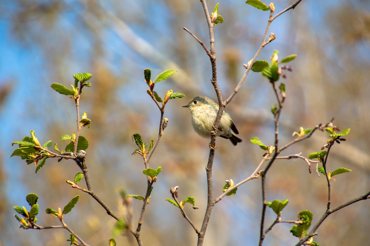 Ruby-crowned Kinglet - ML569358381