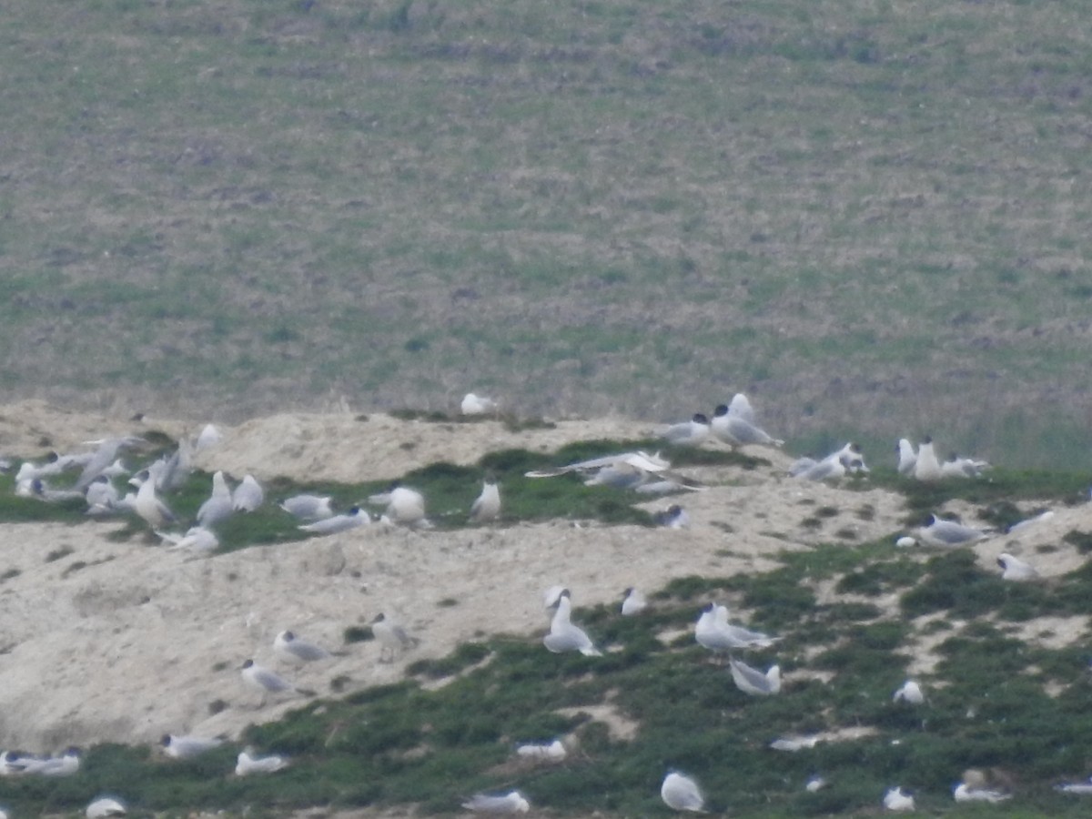 Mediterranean Gull - ML569358571