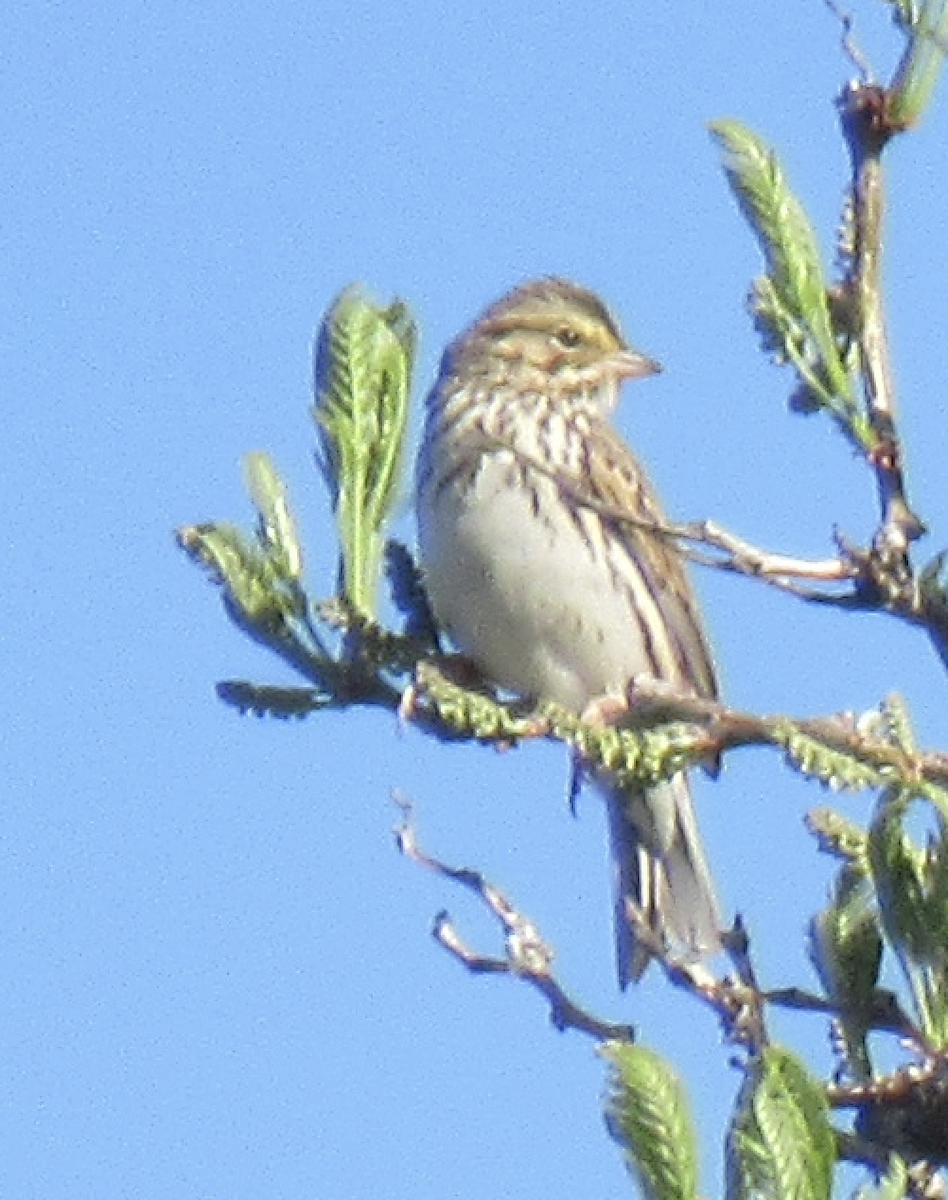 Savannah Sparrow - ML569358581