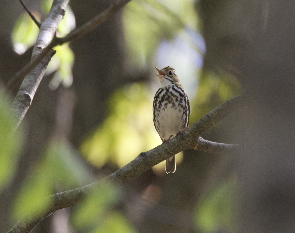 Ovenbird - ML569358931