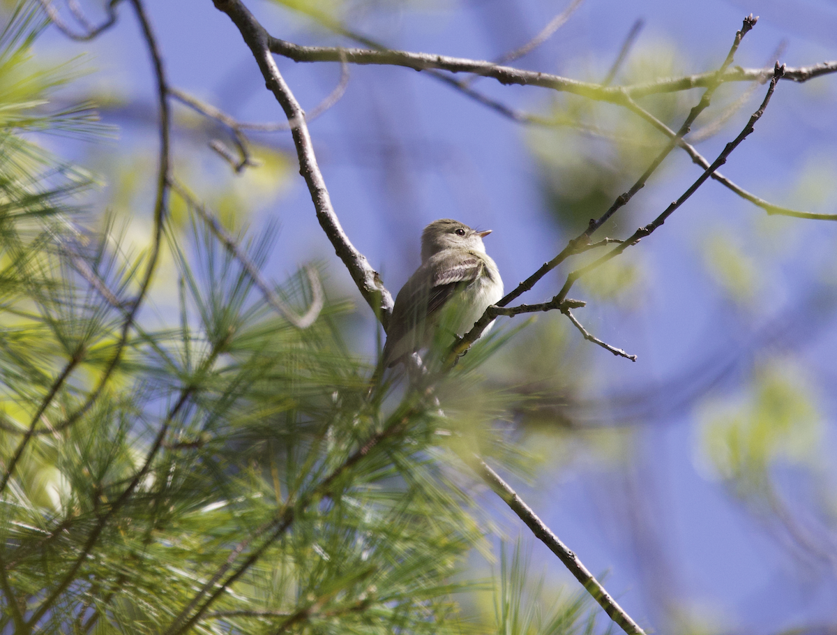 Least Flycatcher - ML569359051