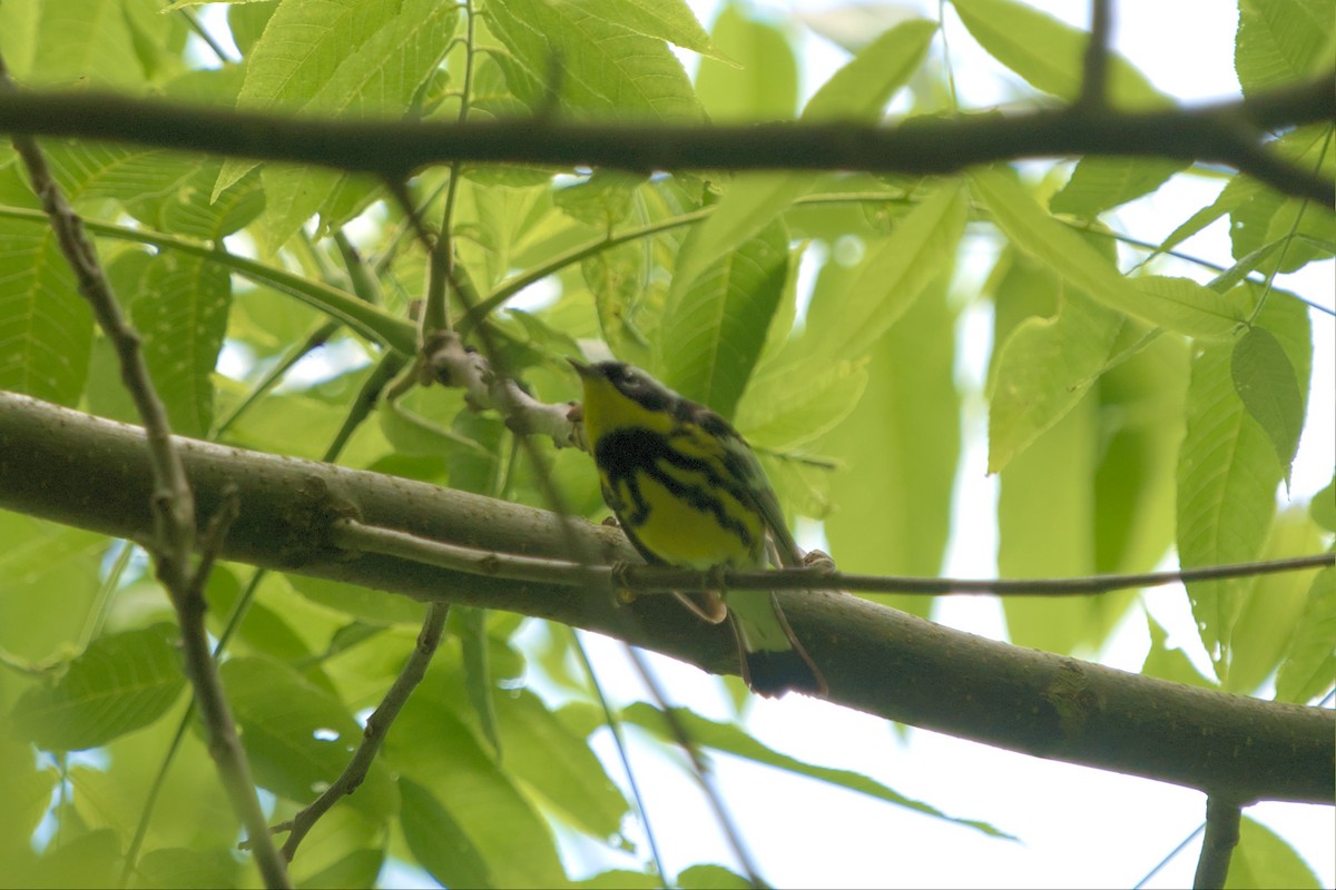 Magnolia Warbler - ML569360551