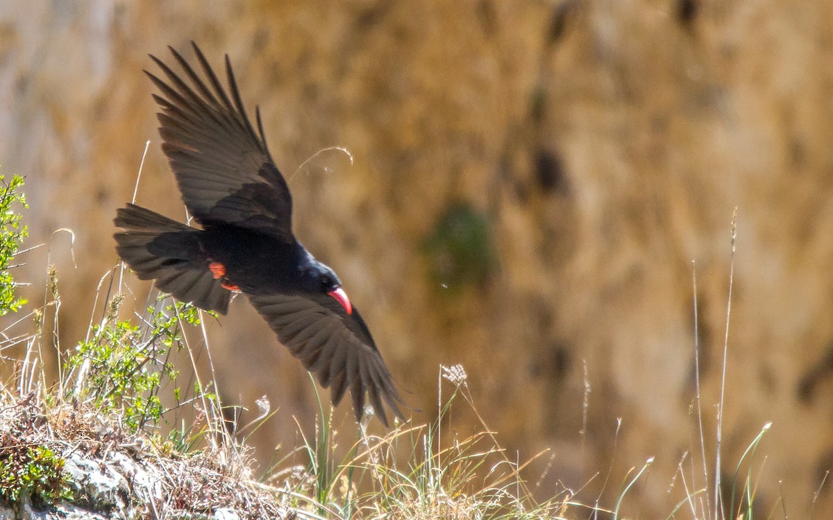 Red-billed Chough - Jesús Iglesias