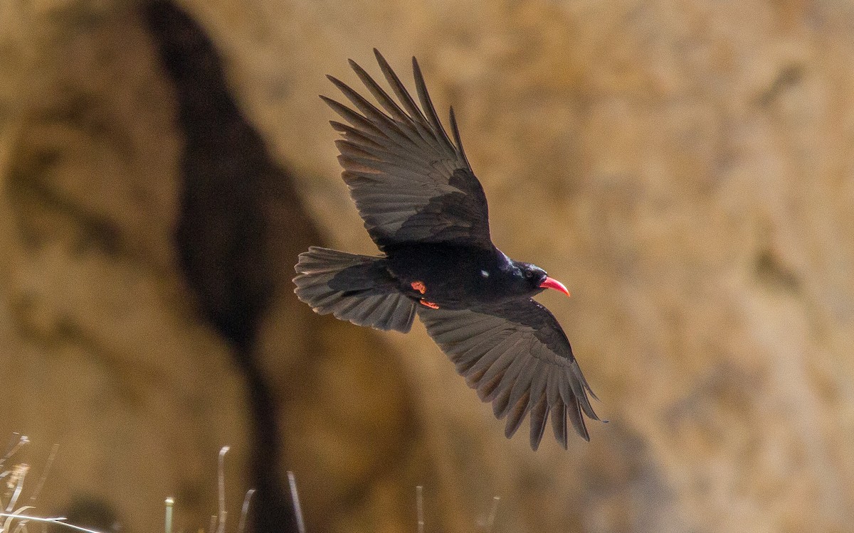 Red-billed Chough - ML569361131