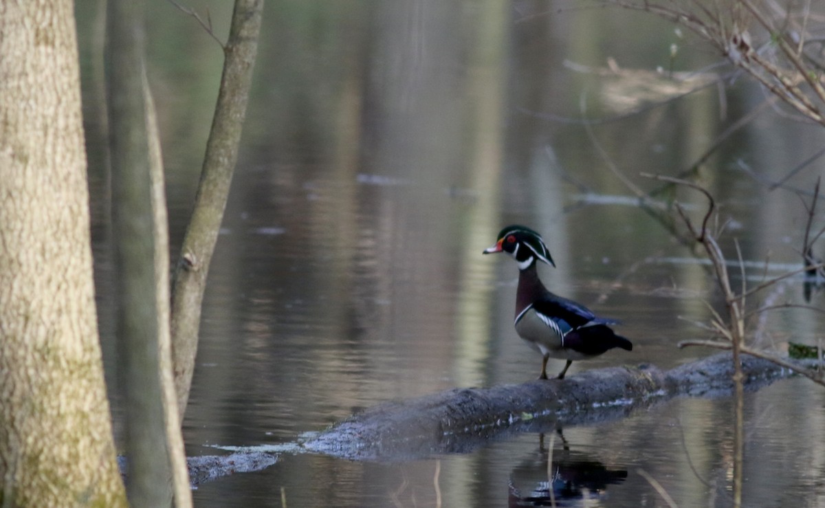 Wood Duck - ML56936121