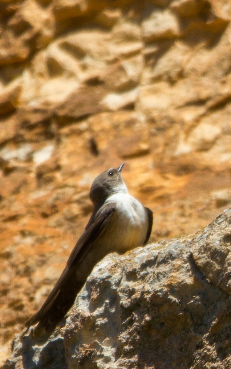 Eurasian Crag-Martin - ML569361211