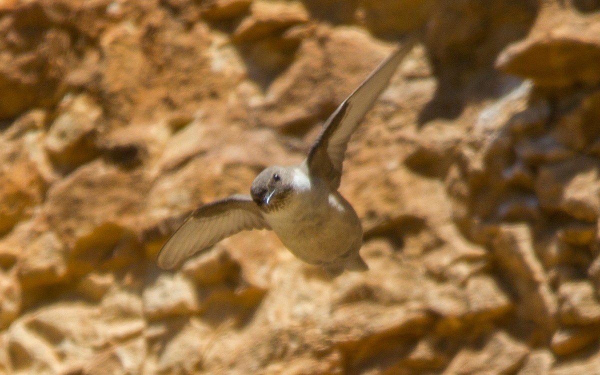 Eurasian Crag-Martin - ML569361221