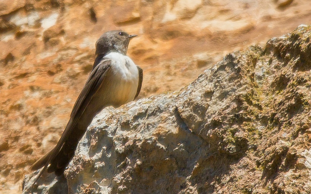 Eurasian Crag-Martin - ML569361231