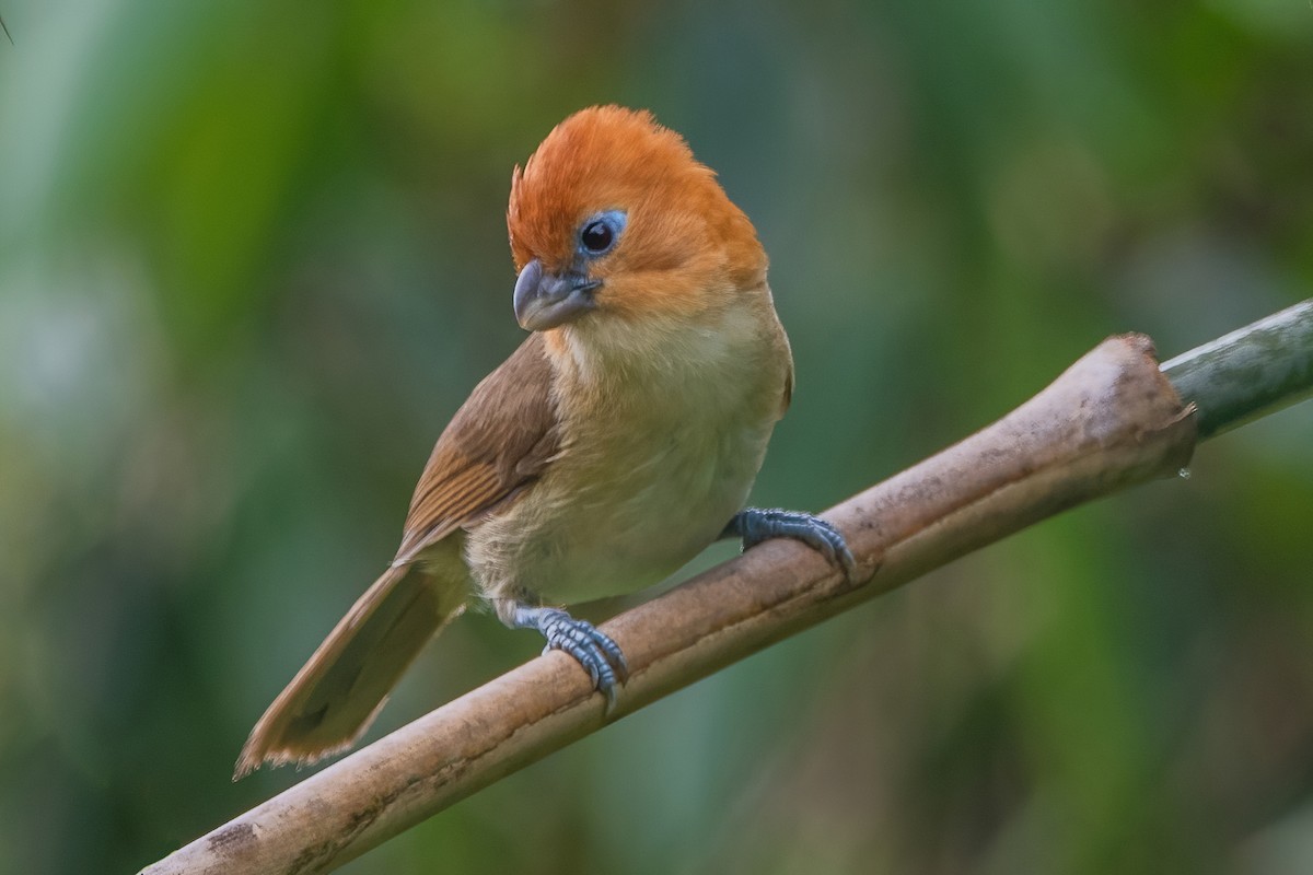 Rufous-headed Parrotbill - Ngoc Sam Thuong Dang