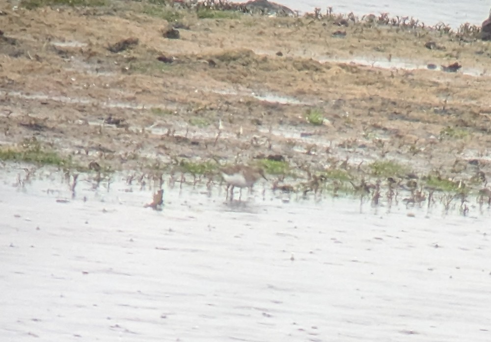 Temminck's Stint - ML569362661