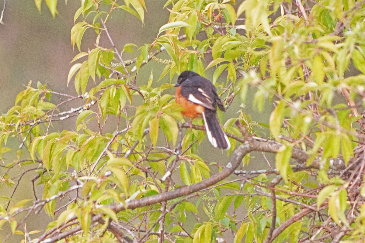 Eastern Towhee - Joel Tilley