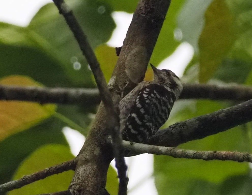 Gray-capped Pygmy Woodpecker - ML569363811