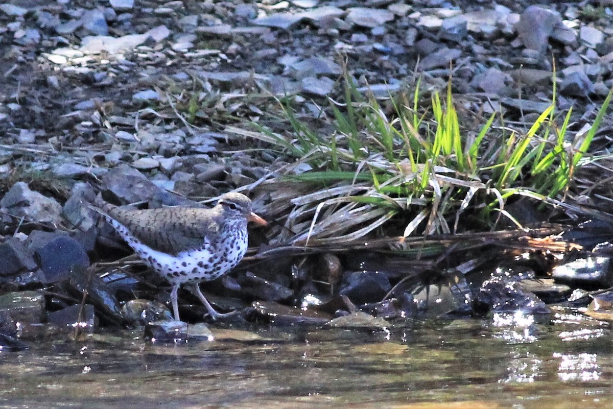 Spotted Sandpiper - Harold Forsyth