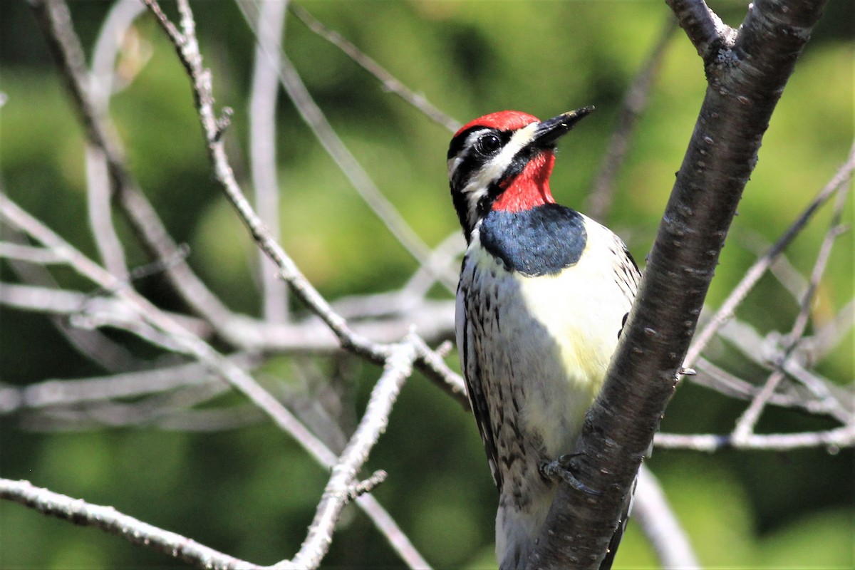 Yellow-bellied Sapsucker - Harold Forsyth