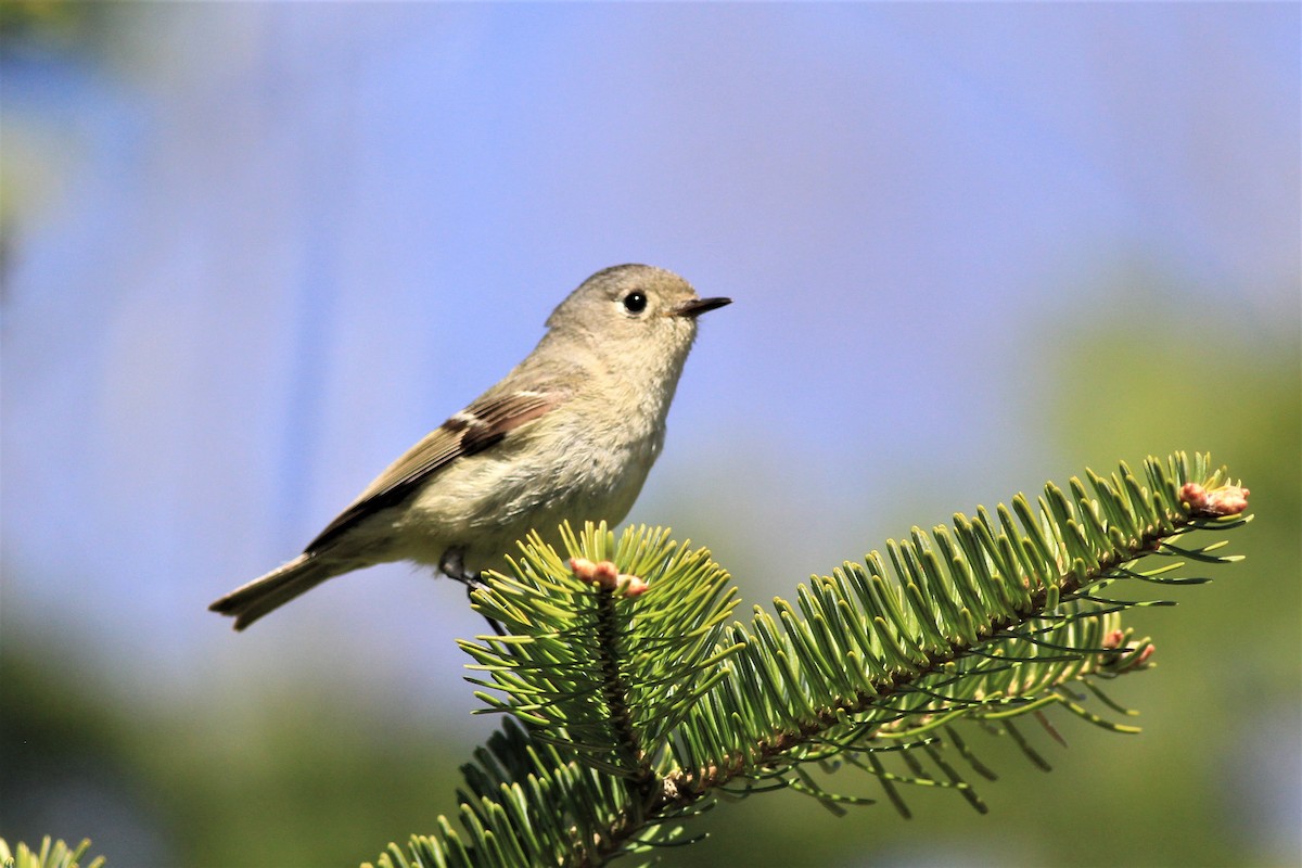 Ruby-crowned Kinglet - ML569364031