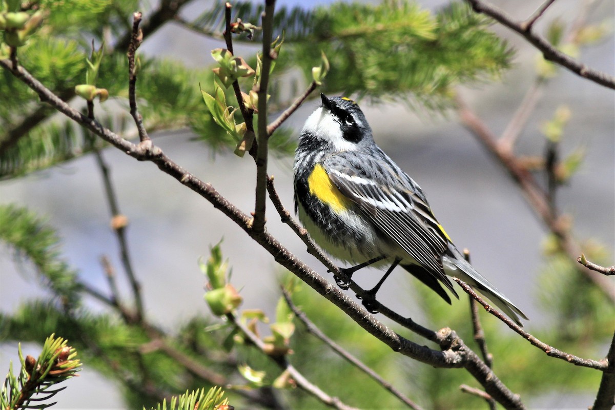 Yellow-rumped Warbler - Harold Forsyth