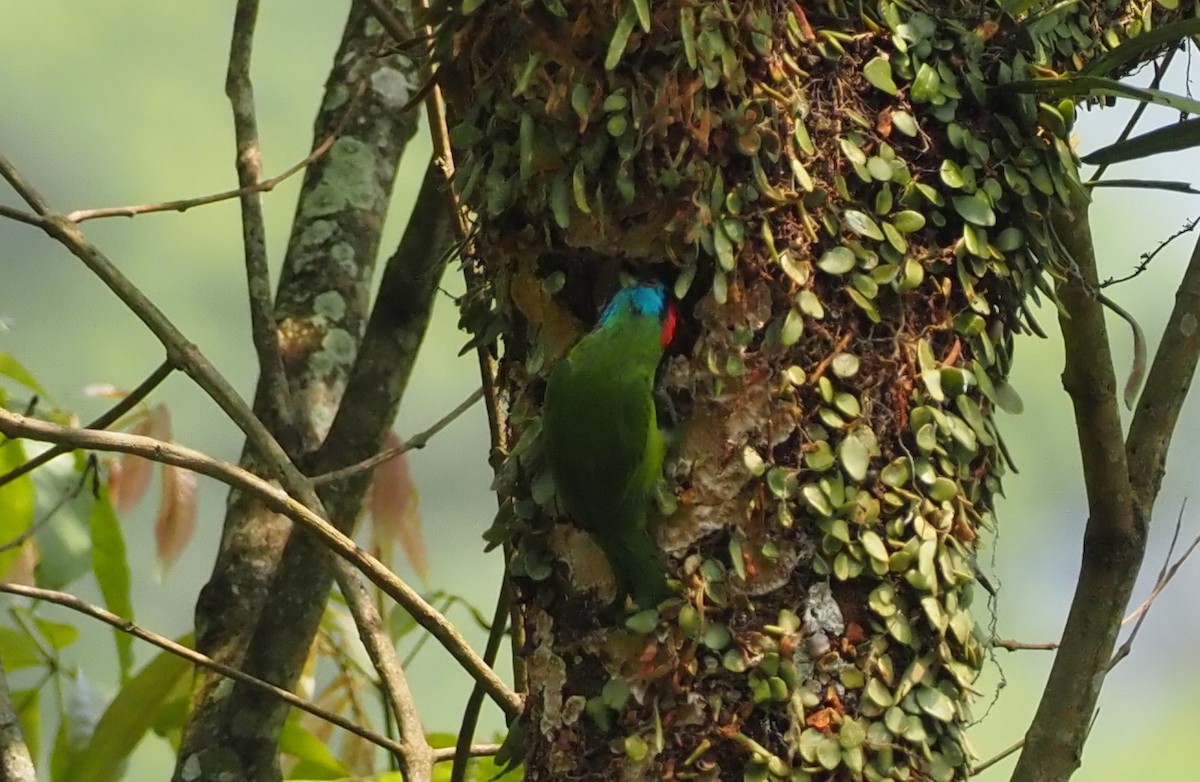 Blue-throated Barbet (Red-crowned) - ML569365331