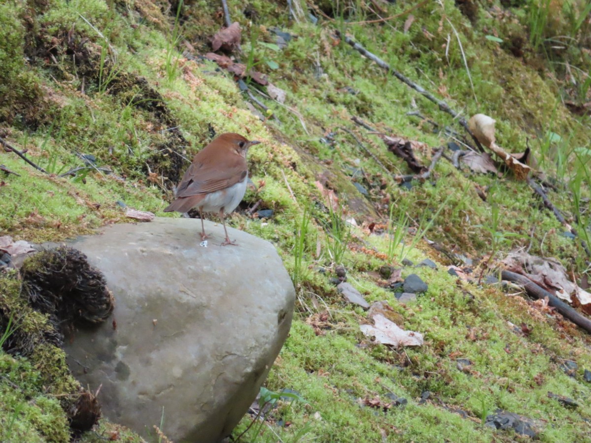 Veery - Marcia Merithew