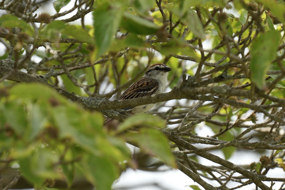 Chipping Sparrow - ML569367761