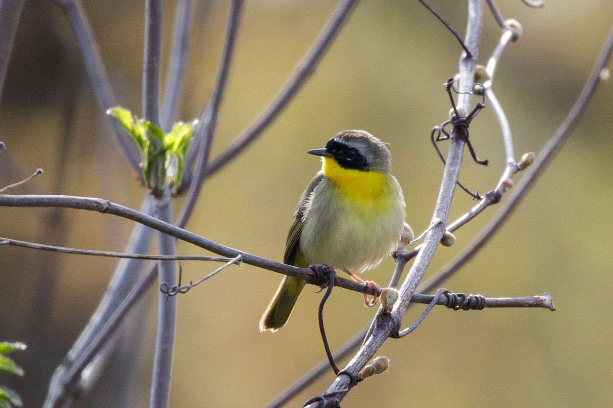 Common Yellowthroat - ML569368211