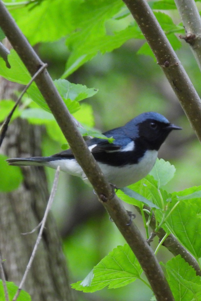 Black-throated Blue Warbler - Larry Gaugler
