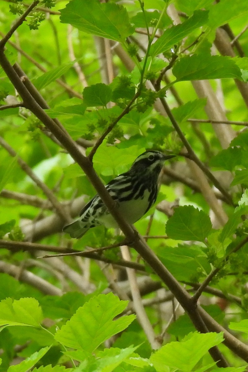 Black-and-white Warbler - ML569368761