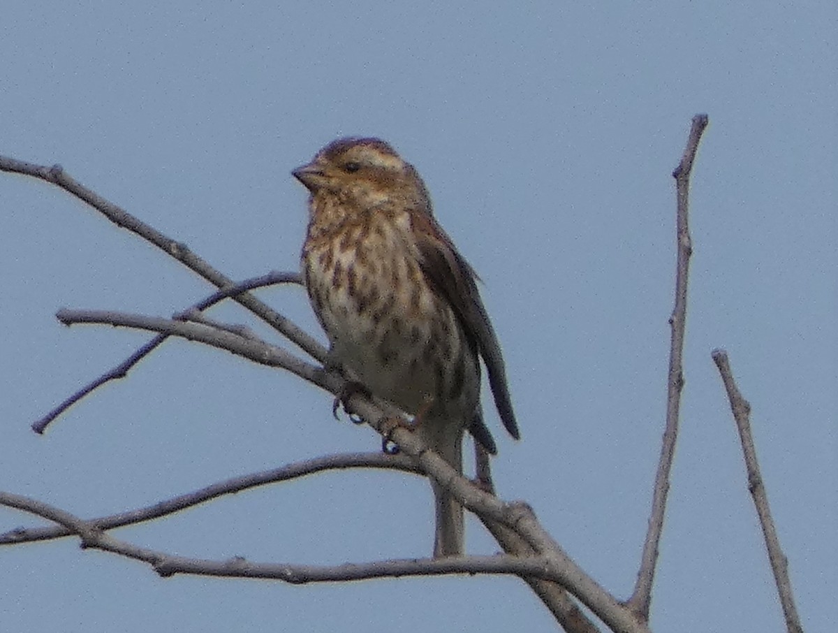 Purple Finch - ML569369231