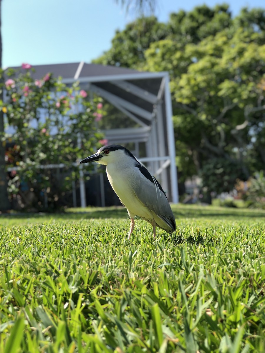 אנפת לילה - ML569370011