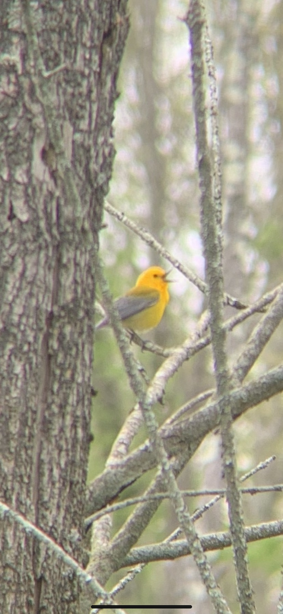 Prothonotary Warbler - ML569370751